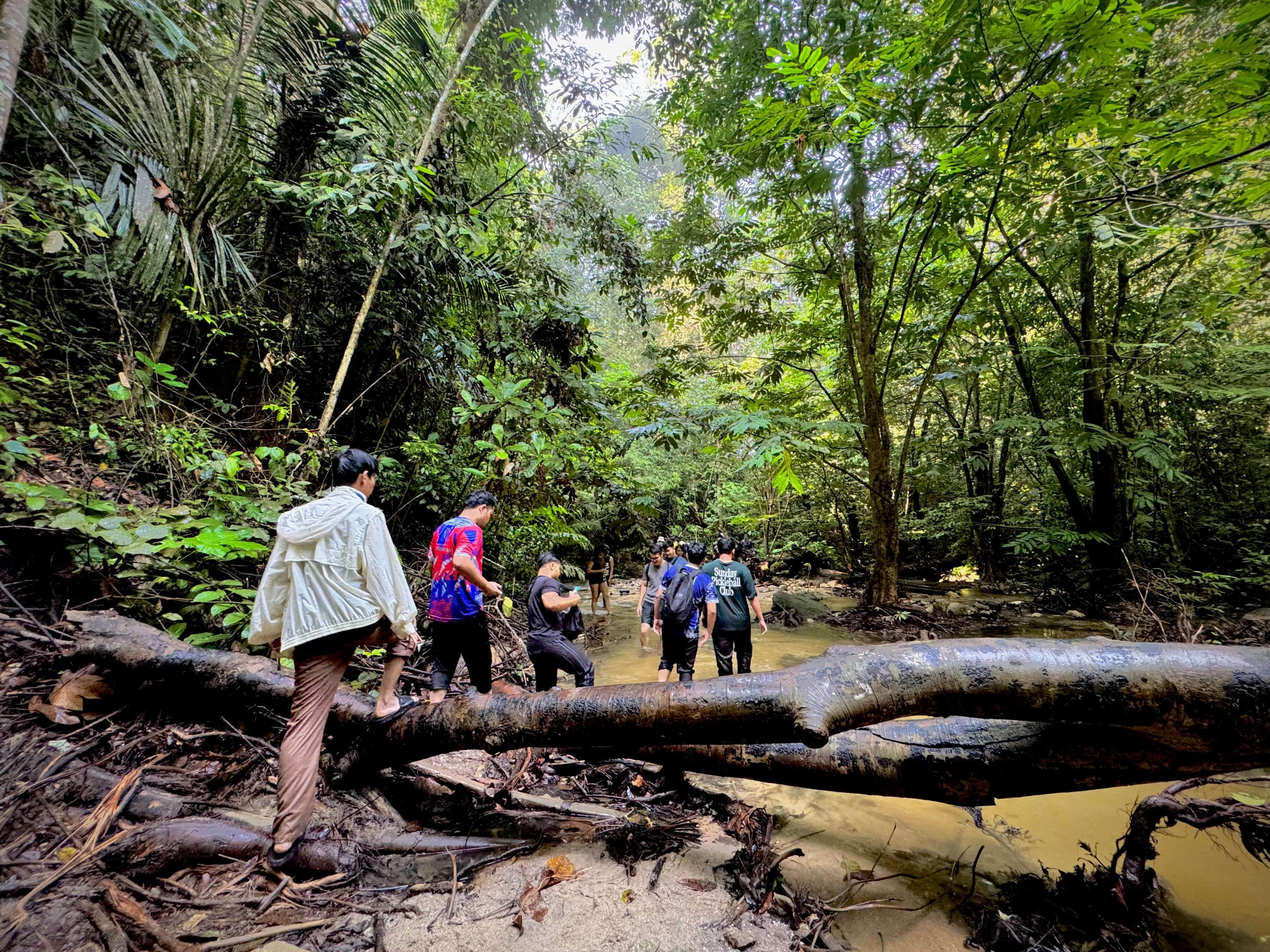 A group of hikers wade through a shallow, muddy jungle stream with a large fallen log.Scene from a guided river trek in Malaysian rainforest