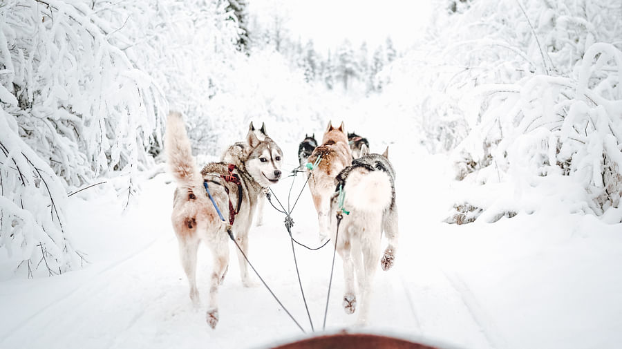 Husky ride, Husky safari, Pure Lapland, Siberian Husky, Rovaniemi Lapland