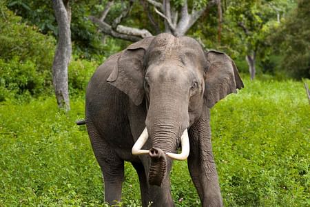 Wilpattu National Park Safari & Anuradhapura Historic Tour from Kandy