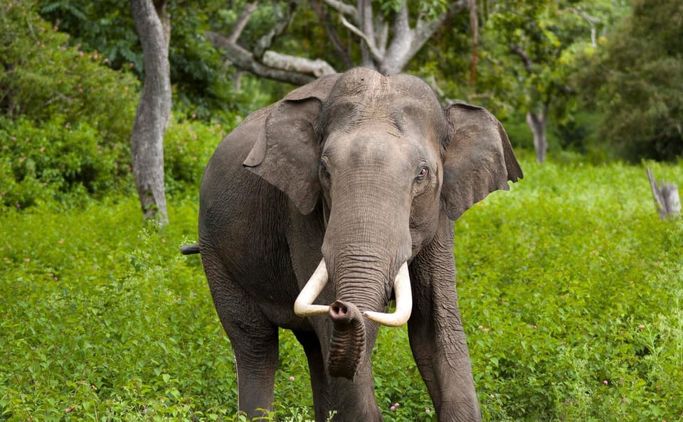 Wilpattu National Park Safari Day Trip from Kandy