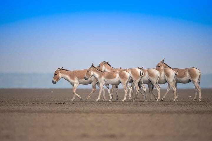 Ahmedabad, Little Rann Of Kutch & Rajkot Tour