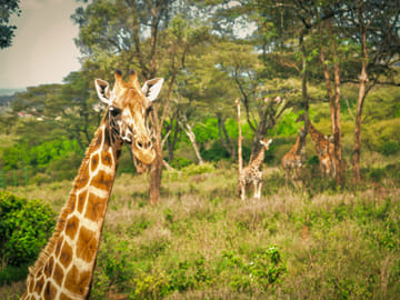 Day Tour to David Sheldrick Elephant Orphanage Trust & Giraffe Center