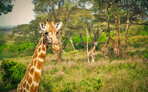 Day Tour to David Sheldrick Elephant Orphanage Trust & Giraffe Center