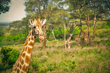 Day Tour to David Sheldrick Elephant Orphanage Trust & Giraffe Center