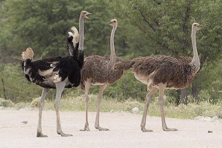 Guided Tour of Masai Ostrich Farm: Ride, Feed, and Explore Near Nairobi