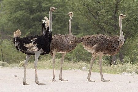 Guided Tour of Masai Ostrich Farm: Ride, Feed, and Explore Near Nairobi