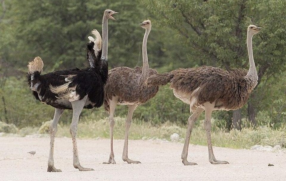 Day Tour to Masai Ostrich Farm from Nairobi