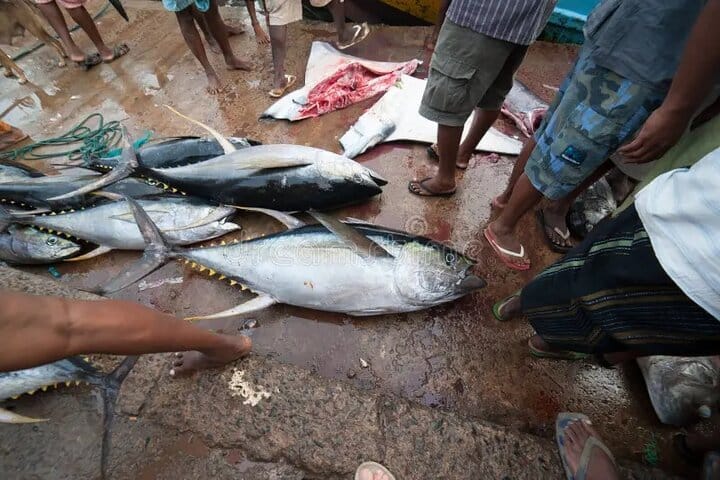 Transparent Kayak Adventure and Drone Experience in Zanzibar