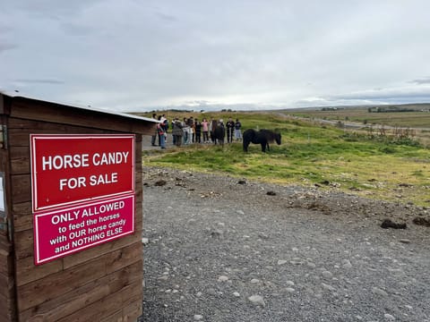 Golden Circle & Meet the Icelandic Horses - Small Group Minibus, photo 3