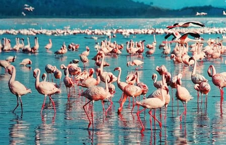 2 Days Lake Nakuru National Park Safari Tour