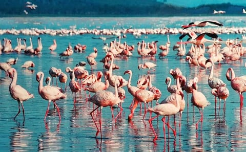 Lake Nakuru National Park 2-Day Safari Adventure