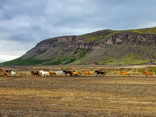 Icelandic Horses running in the highlands by the banks of Thjorsa with Burfell behind