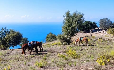 Horse Riding Adventure in Taurus Mountains, Alanya