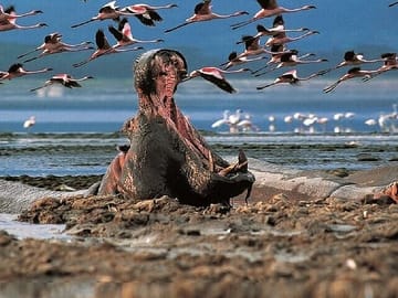 2-Day Rift Valley Birding Safari: Naivasha Nakuru Baringo Bogoria