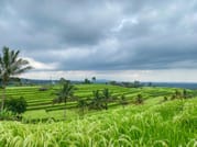 Banyumala Waterfall Trek, Bedugul and Lake Beratan Tour 8