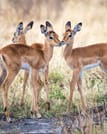 From Arusha: Full-Day Trip to Tarangire National Park 6