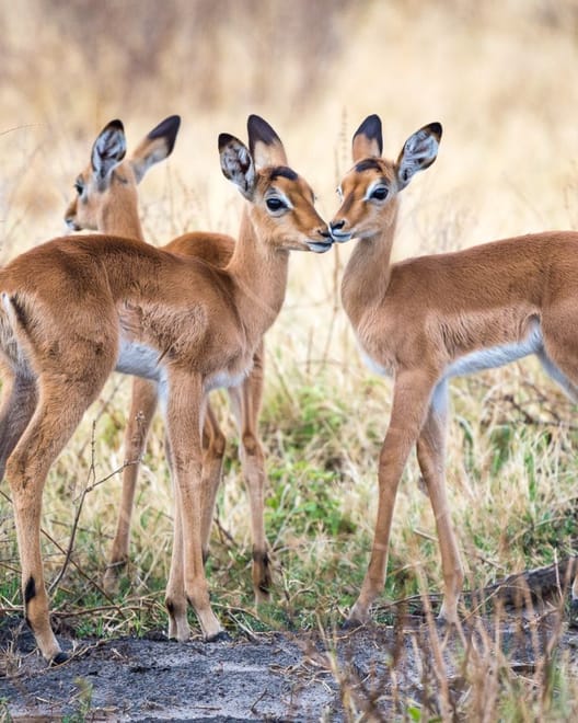 From Arusha: Full-Day Trip to Tarangire National Park 6