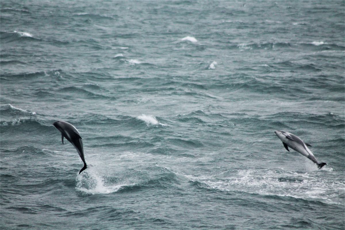 Whale Watching tour from Reykjavik