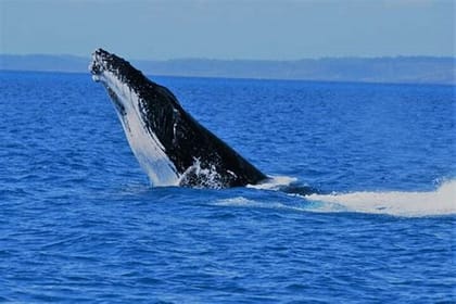 Whales Watching Hermanus Boat Trip and Private Wine Tour