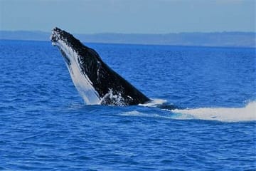 Whale Watching and Wine Tasting Tour from Cape Town