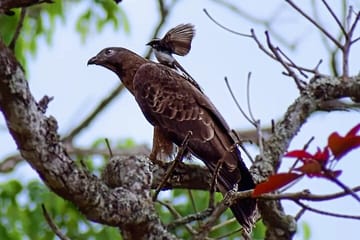 Bangalore to Bandipur National Park with Mysore Highlights Tour