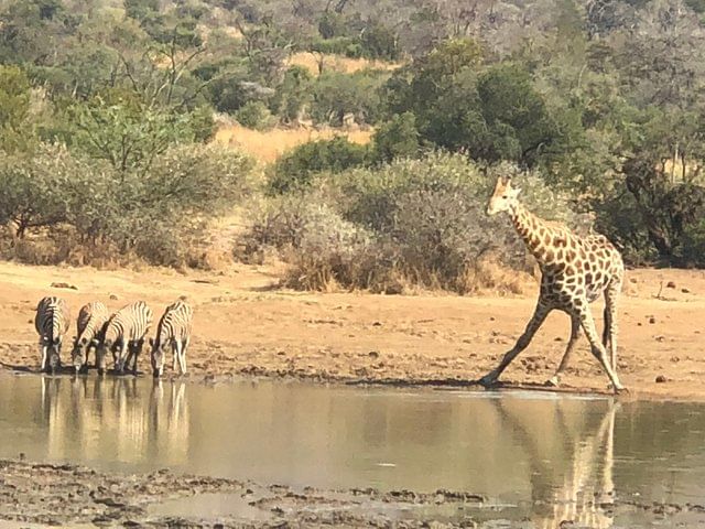 Giraffe drinking water