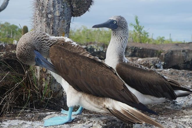 Galapagos Islands, Ecuador.