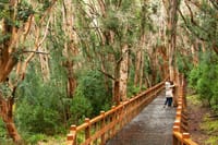 Arrayan Forest