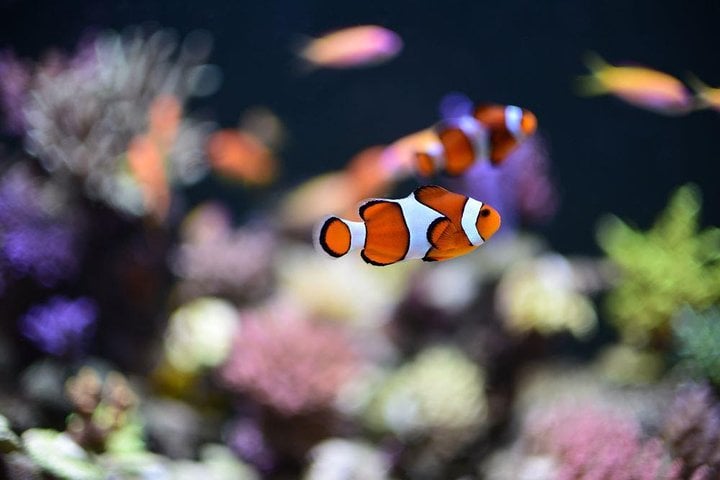 Grand Aquarium from Hurghada 7