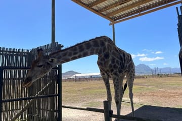 Giraffe Encounter and Lion Park with Wine Tasting in Stellenbosch