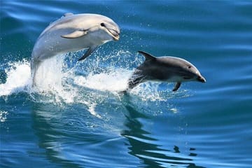 Snorkeling and Dolphin House Tour from Hurghada, Egypt