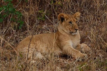 3Day Small Group Masai Mara Safari Tour