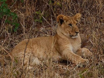 3Day Small Group Masai Mara Safari Tour