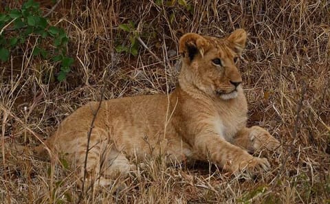 3Day Small Group Masai Mara Safari Tour