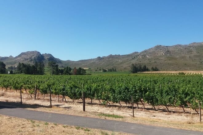 Vineyard
