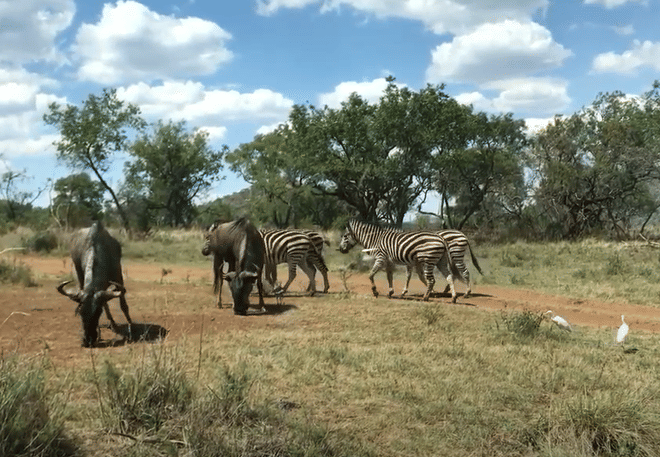 Cultura y Safari: Lesedi y Lion Park en un Solo Día - en Español 5