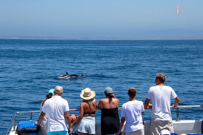 Spot whales & dolphins: Trafalgar Cape Adventure (departures from Barbate)