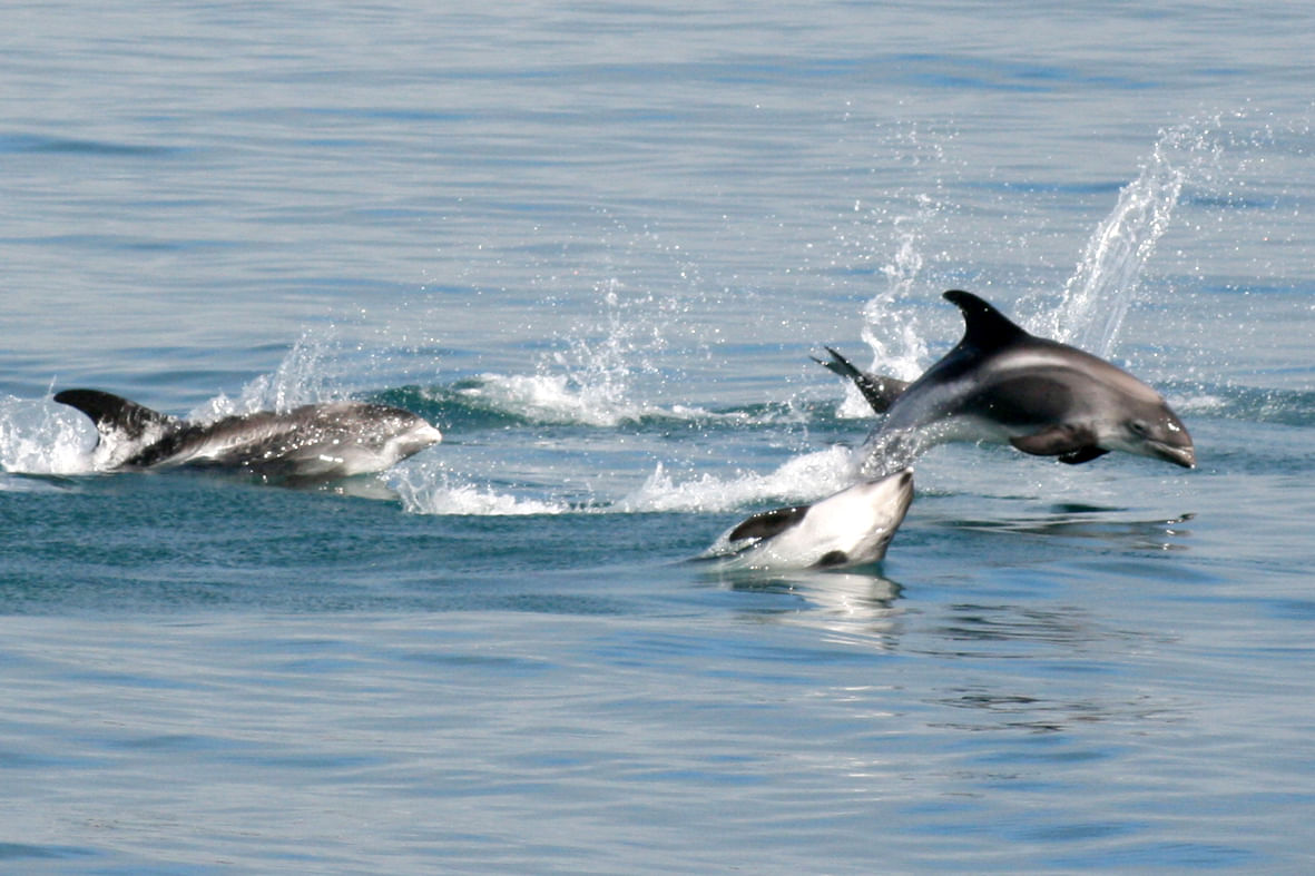 Dolthing jumping out of water in a playful manner