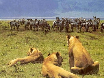 lions