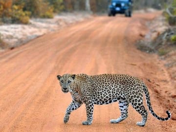 Safari