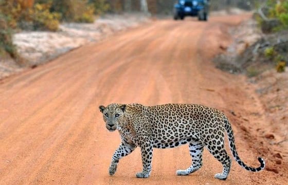 Udawalawe National Park Adventure