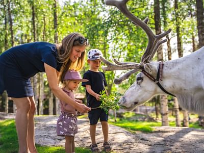 Santa Claus Summer Magic in Rovaniemi – A Fun and Unforgettable Encounter with Reindeer in Summer and Autumn