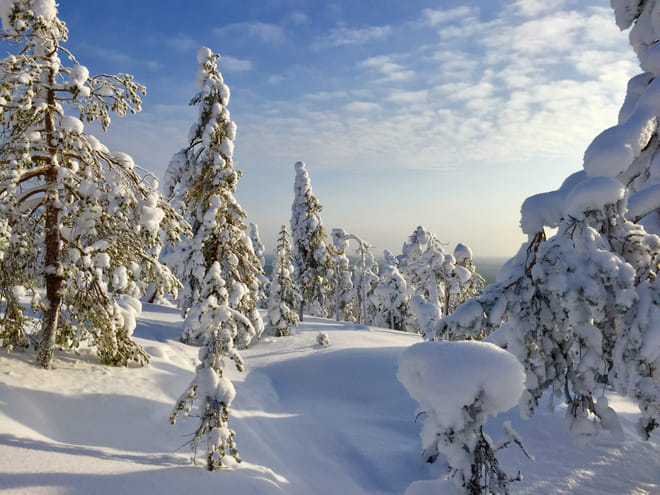 3 Hours Skiing Trip to the Arctic Nature photo 5