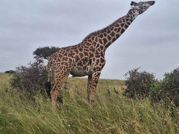 Nairobi National Park and Giraffe Center Private Tour