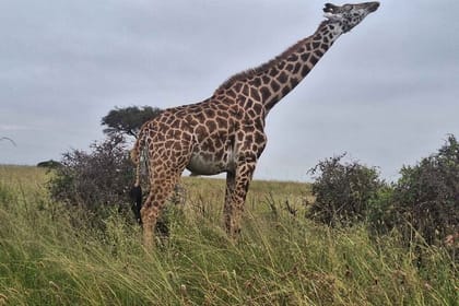 Nairobi National Park and Giraffe Center Private Tour