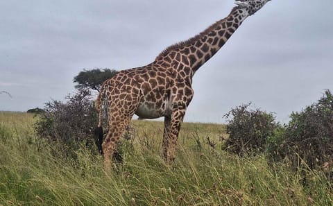 Nairobi National Park and Giraffe Center Private Tour