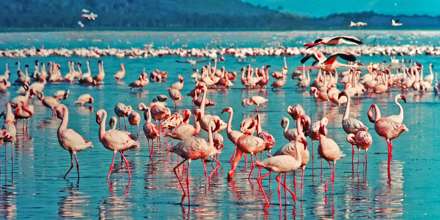 pink-flamingoes-lake-nakuru-day-trip-from-Nairobi