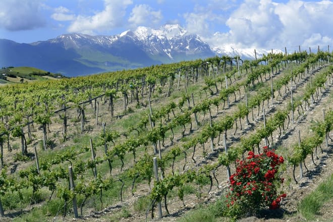 The countryside wine-growing of San Lorenzo