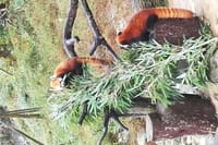 Private Chengdu Panda Base Day Tour by Round-way Flight from Shenzhen 6