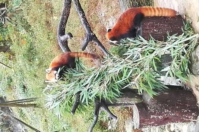 Private Chengdu Panda Base Day Tour by Round-way Flight from Shenzhen 6